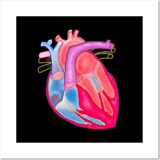 Anatomical Heart design Posters and Art